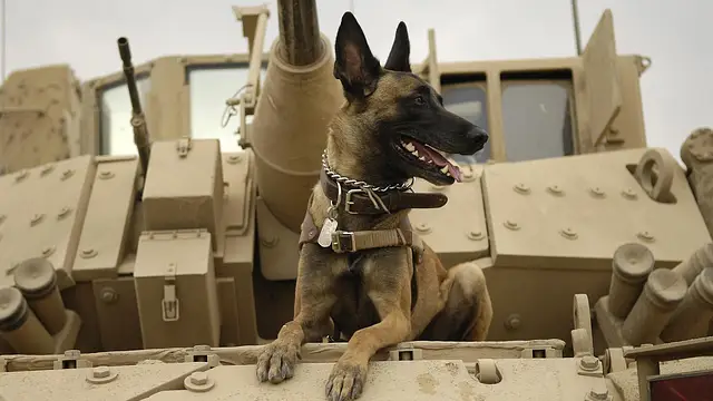 Warhound pozyskuje 200 mln dolarów na psy wojskowe