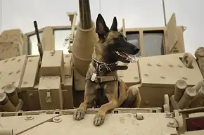 Warhound pozyskuje 200 mln dolarów na psy wojskowe